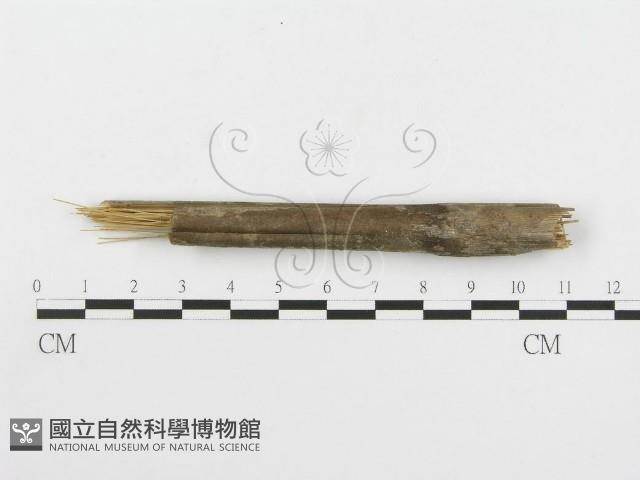絲皮菌屬藏品圖，第4張