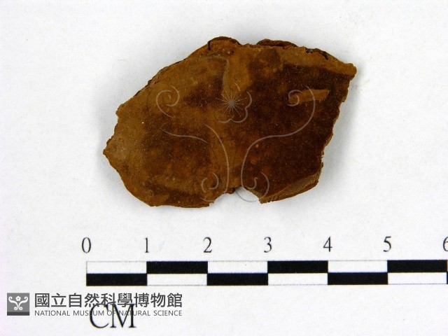 登錄號:F0016481藏品圖，第4張