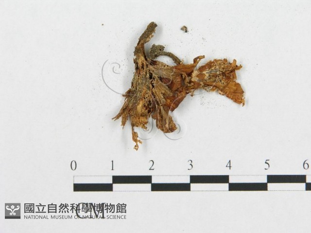 登錄號:F0007781藏品圖，第4張