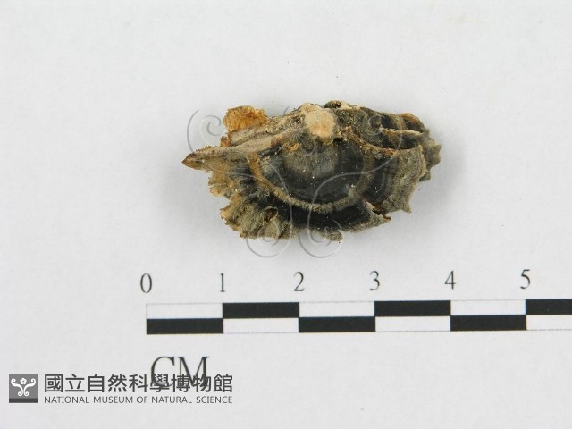 登錄號:F0009781藏品圖，第4張