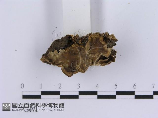 登錄號:F0001581藏品圖，第4張