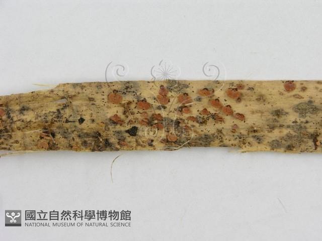 登錄號:F0007581藏品圖，第4張