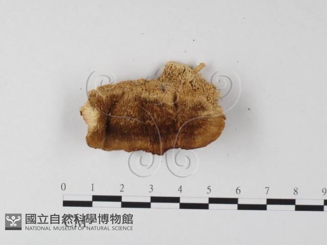 登錄號:F0017581藏品圖，第4張