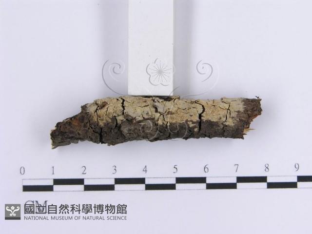 登錄號:F0013581藏品圖，第4張