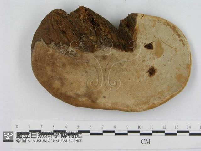 登錄號:F0015181藏品圖，第4張