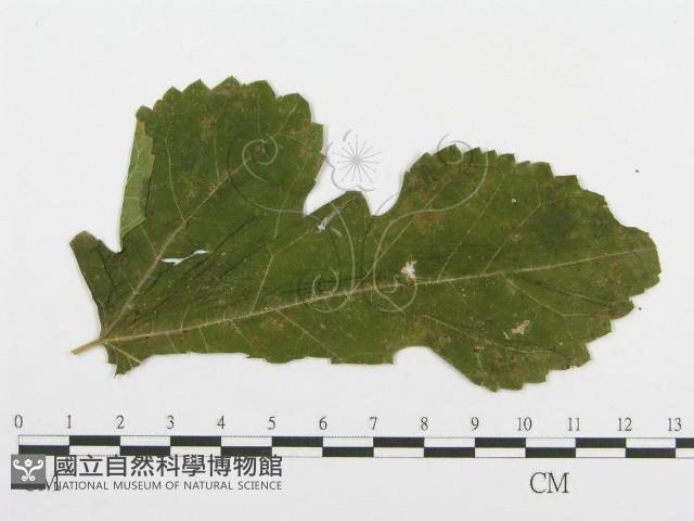 登錄號:F0019181藏品圖，第4張