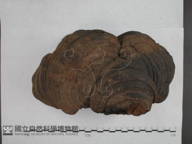 登錄號:F0023181藏品圖，第4張