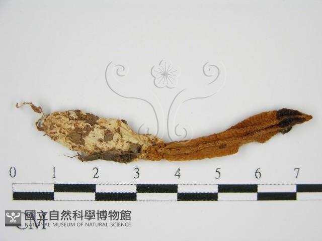 登錄號:F0013181藏品圖，第4張