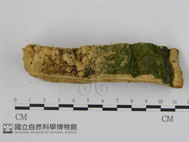 登錄號:F0008081藏品圖，第4張