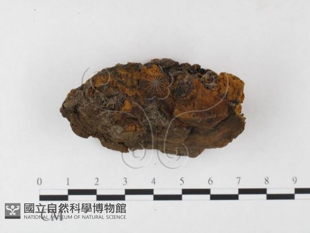 木層孔菌屬藏品圖，第4張