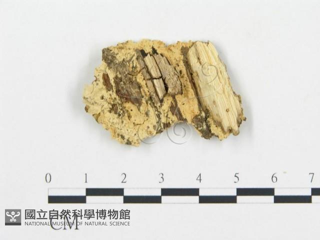 登錄號:F0006081藏品圖，第4張