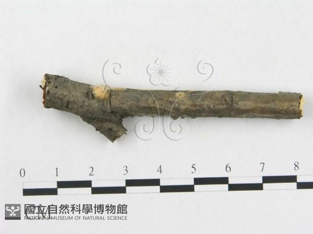 登錄號:F0017081藏品圖，第4張