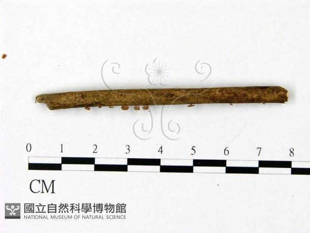 登錄號:F0023081藏品圖，第4張
