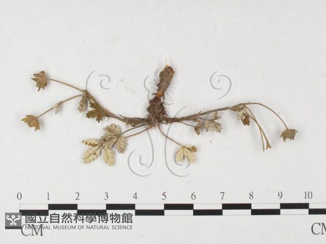 登錄號:F0026381藏品圖，第4張