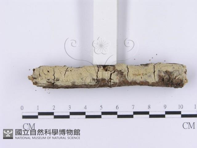 登錄號:F0001381藏品圖，第4張