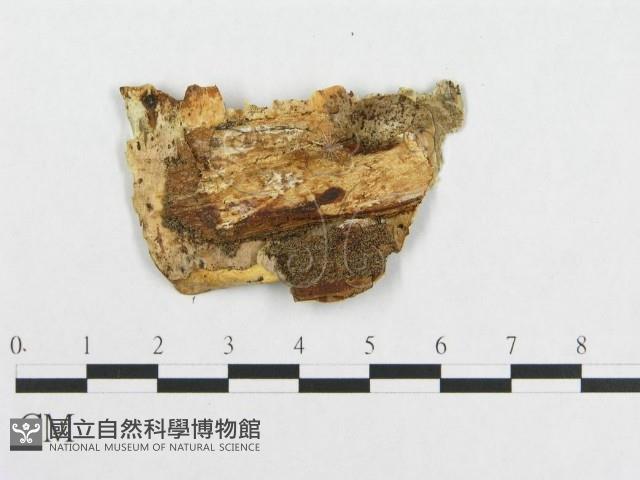 登錄號:F0017381藏品圖，第4張