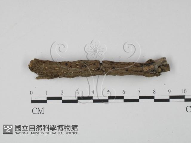 登錄號:F0008304藏品圖，第4張