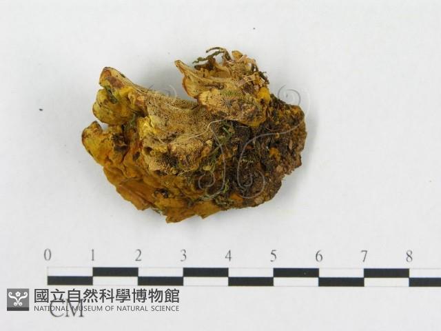 登錄號:F0006294藏品圖，第4張