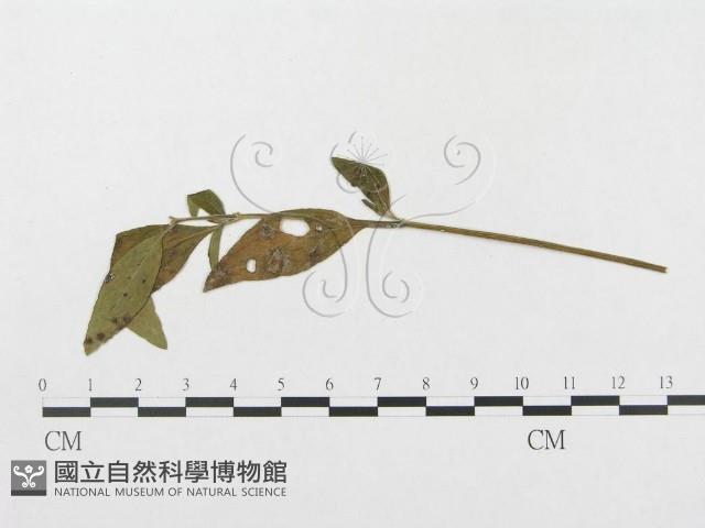 登錄號:F0019294藏品圖，第4張