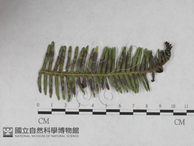 登錄號:F0027894藏品圖，第4張