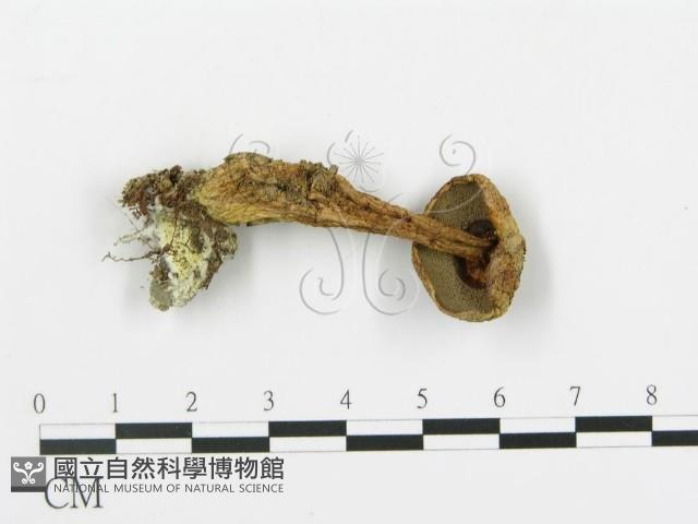 登錄號:F0015894藏品圖，第4張