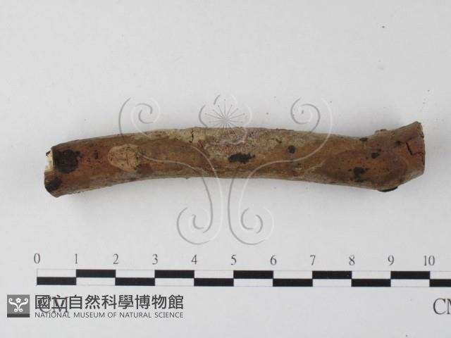 登錄號:F0023894藏品圖，第4張