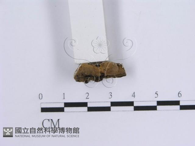 蠔韌革菌藏品圖，第4張