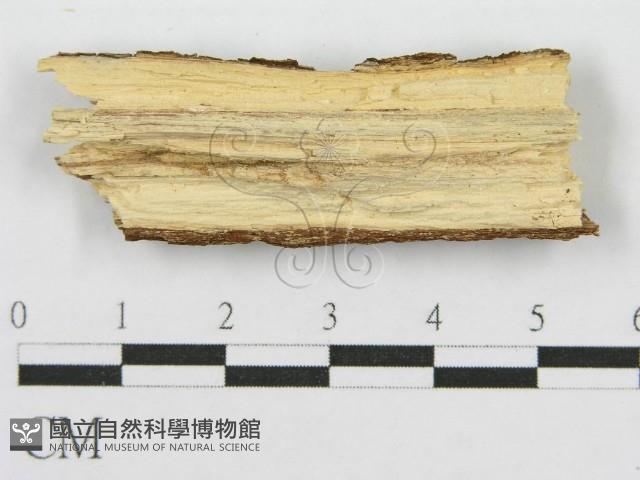 筍殼菌屬藏品圖，第4張
