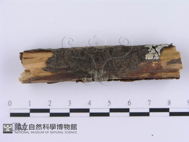 登錄號:F0002994藏品圖，第4張