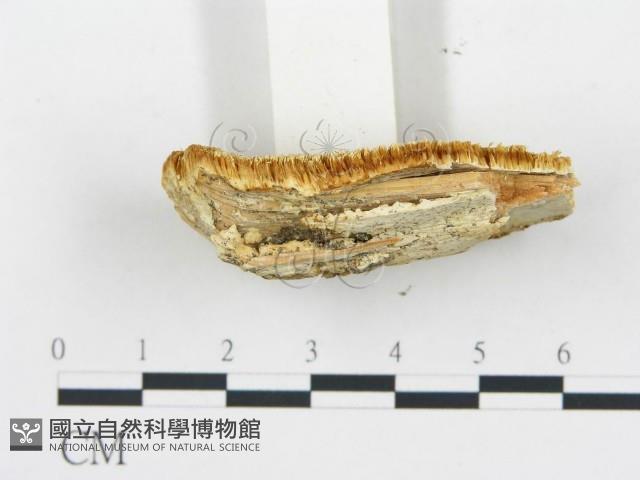 登錄號:F0005994藏品圖，第4張