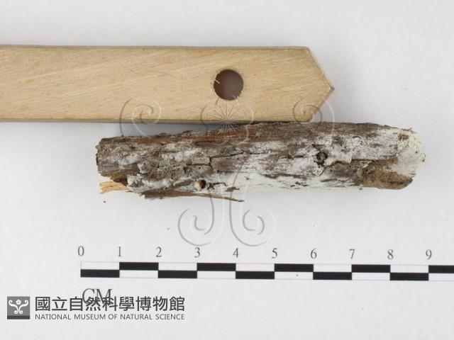 冇骨消絲齒菌藏品圖，第4張