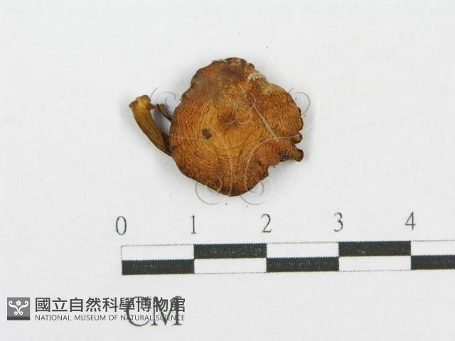登錄號:F0002694藏品圖，第4張