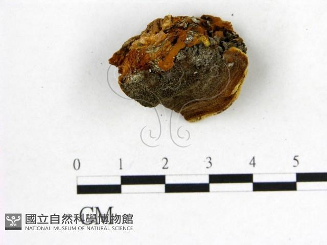 登錄號:F0017694藏品圖，第4張