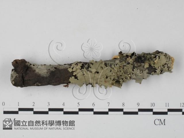 栓菌屬藏品圖，第4張