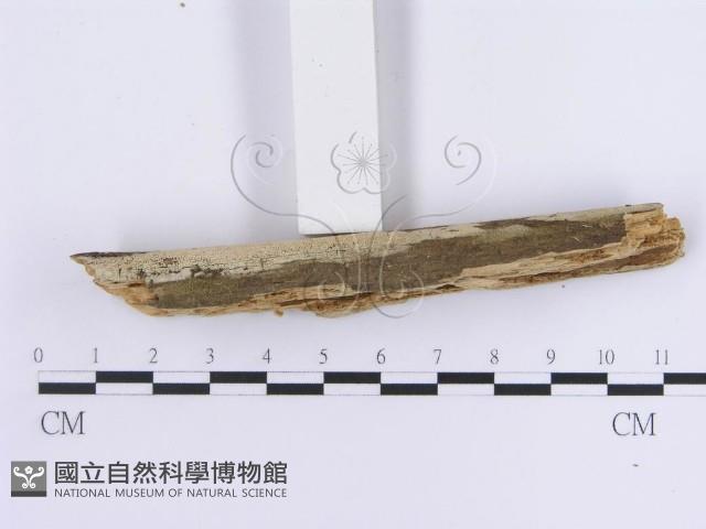 登錄號:F0013694藏品圖，第4張