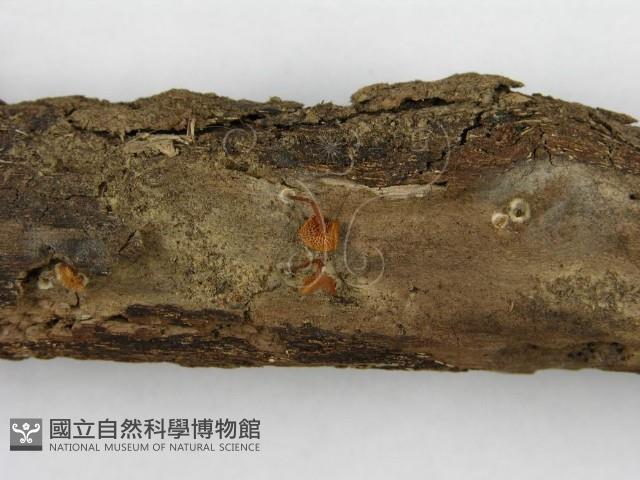 登錄號:F0008494藏品圖，第4張