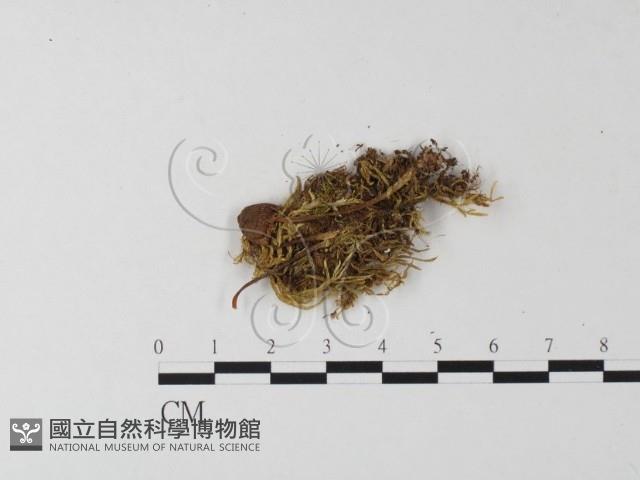 登錄號:F0000494藏品圖，第4張