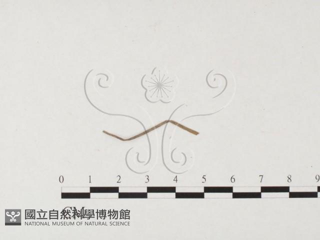 登錄號:F0026494藏品圖，第4張