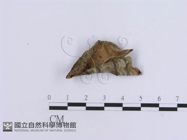 登錄號:F0016494藏品圖，第4張