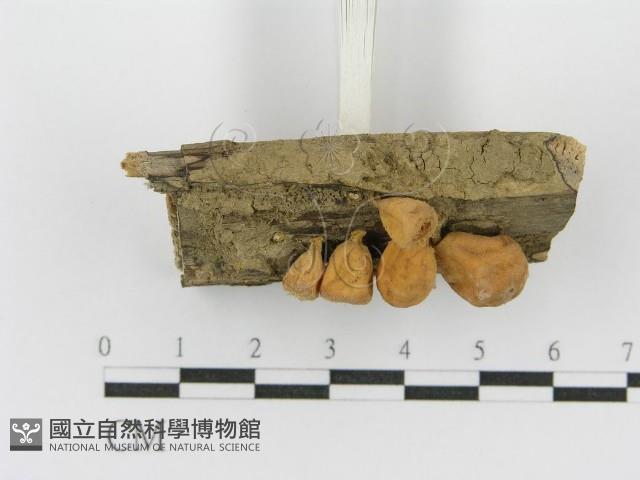 登錄號:F0002494藏品圖，第4張