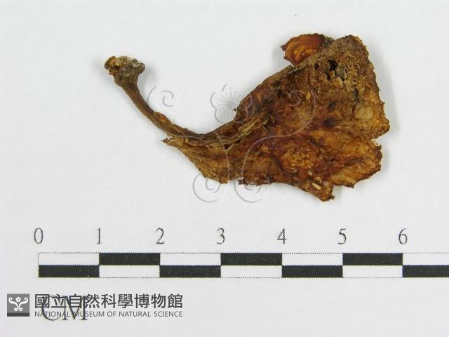 登錄號:F0007494藏品圖，第4張