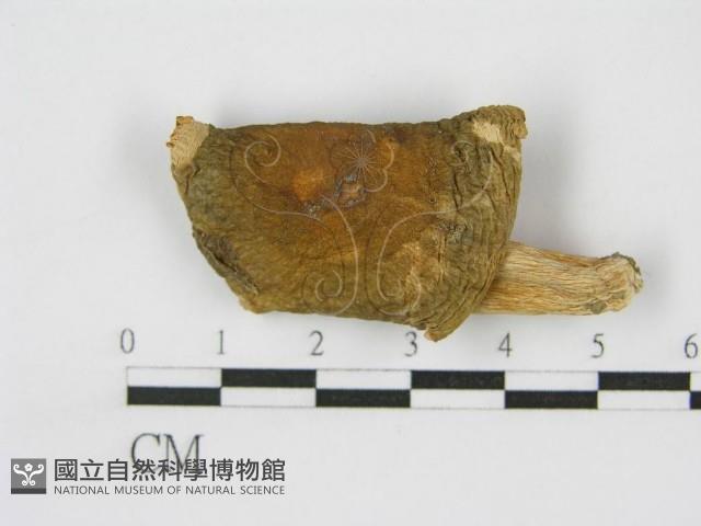 登錄號:F0005494藏品圖，第4張