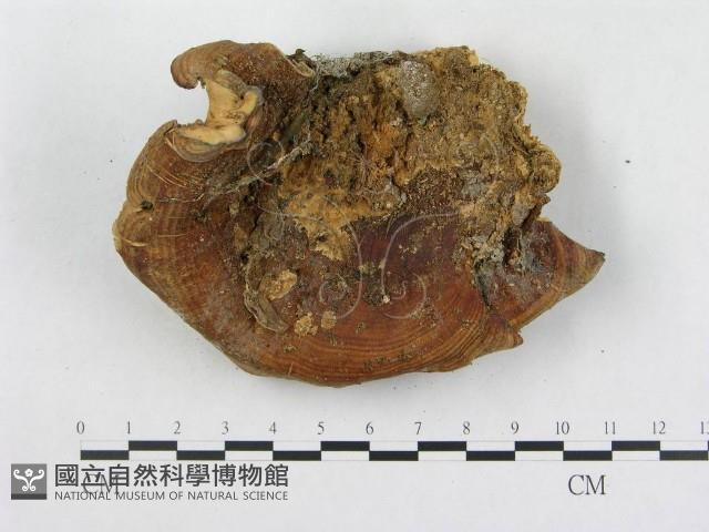 登錄號:F0015494藏品圖，第4張