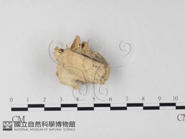 登錄號:F0006794藏品圖，第4張