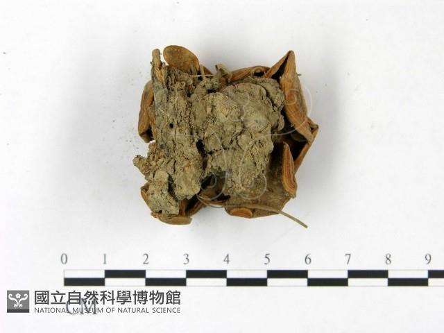 登錄號:F0022794藏品圖，第4張