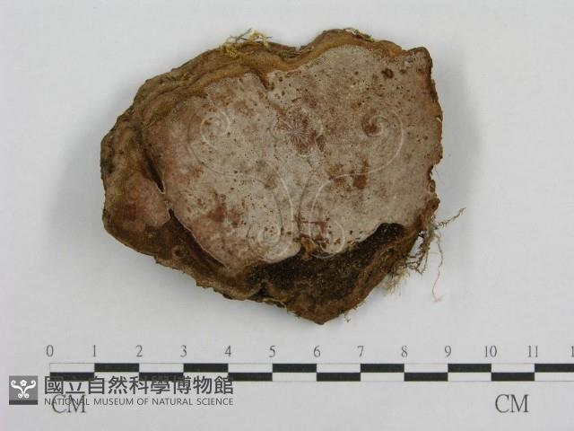 登錄號:F0003794藏品圖，第4張