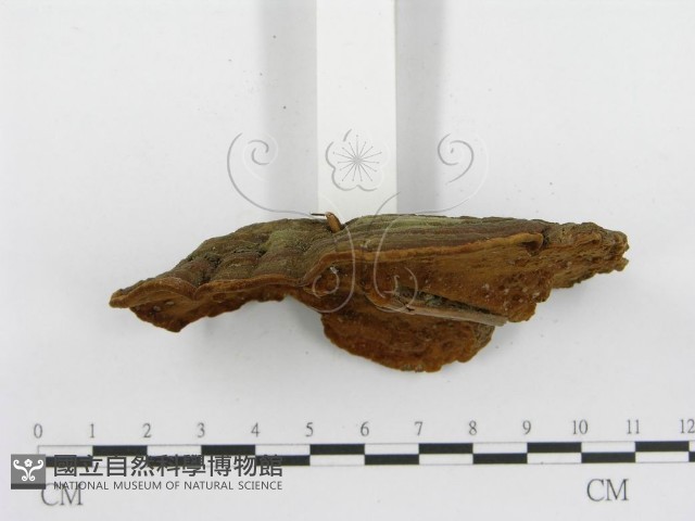 登錄號:F0013794藏品圖，第5張