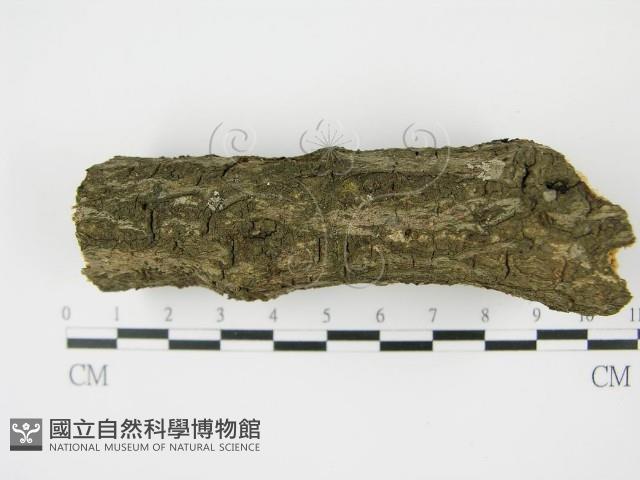登錄號:F0008594藏品圖，第4張