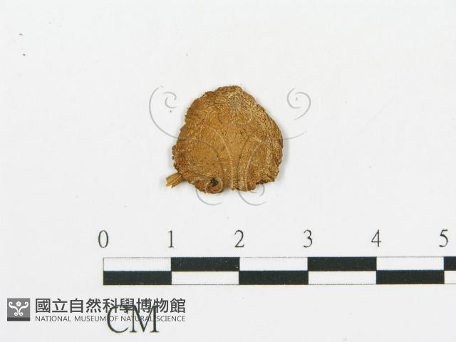 登錄號:F0011594藏品圖，第4張