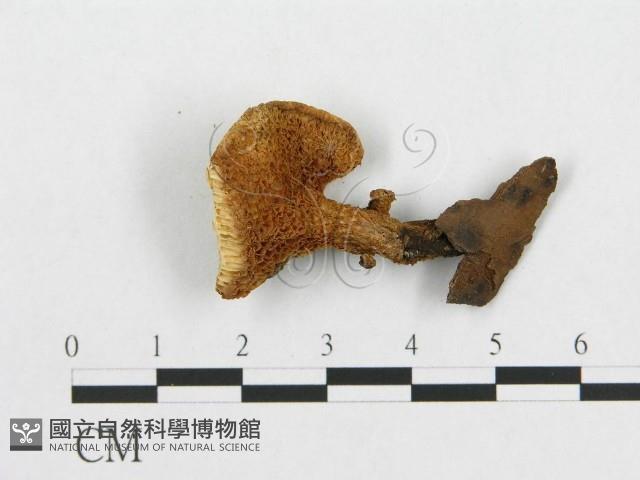 登錄號:F0017594藏品圖，第4張